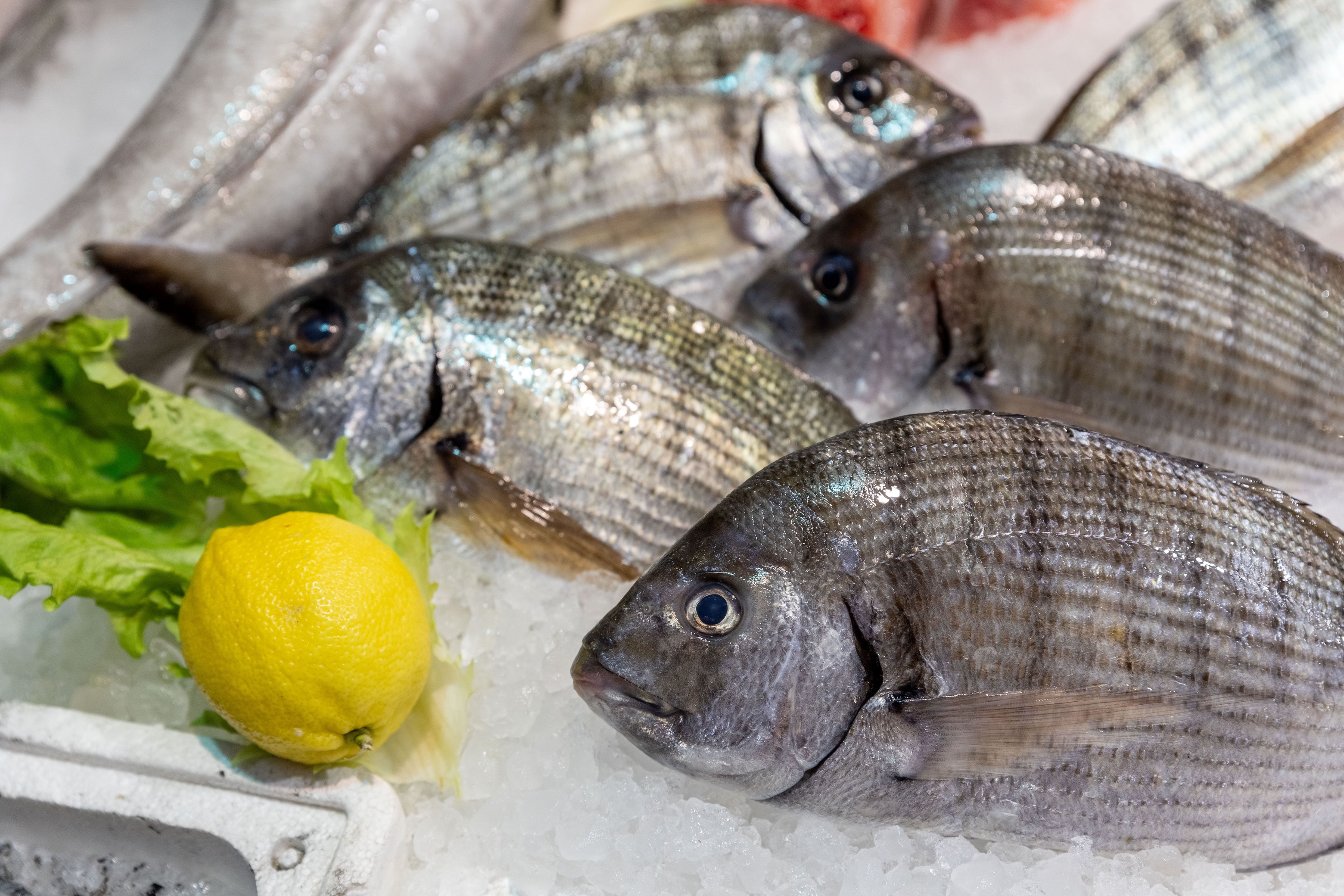 Συναγρίδες σε πάγο