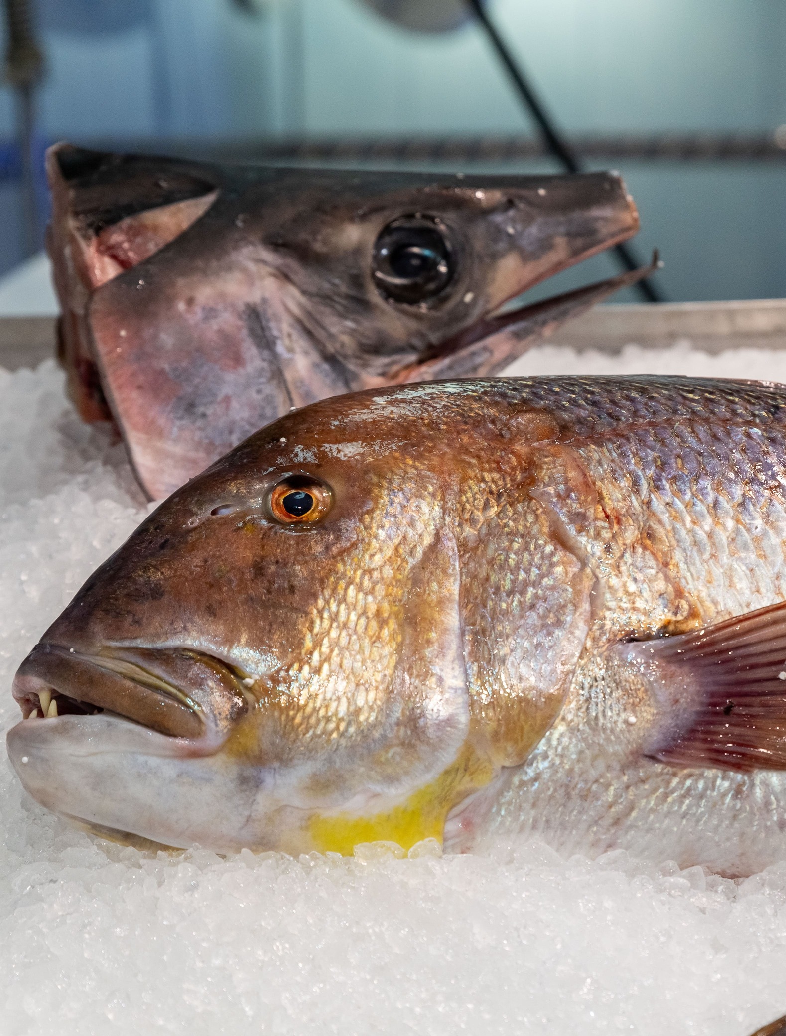 Σαρδέλες και άλλα ψάρια σε πάγο