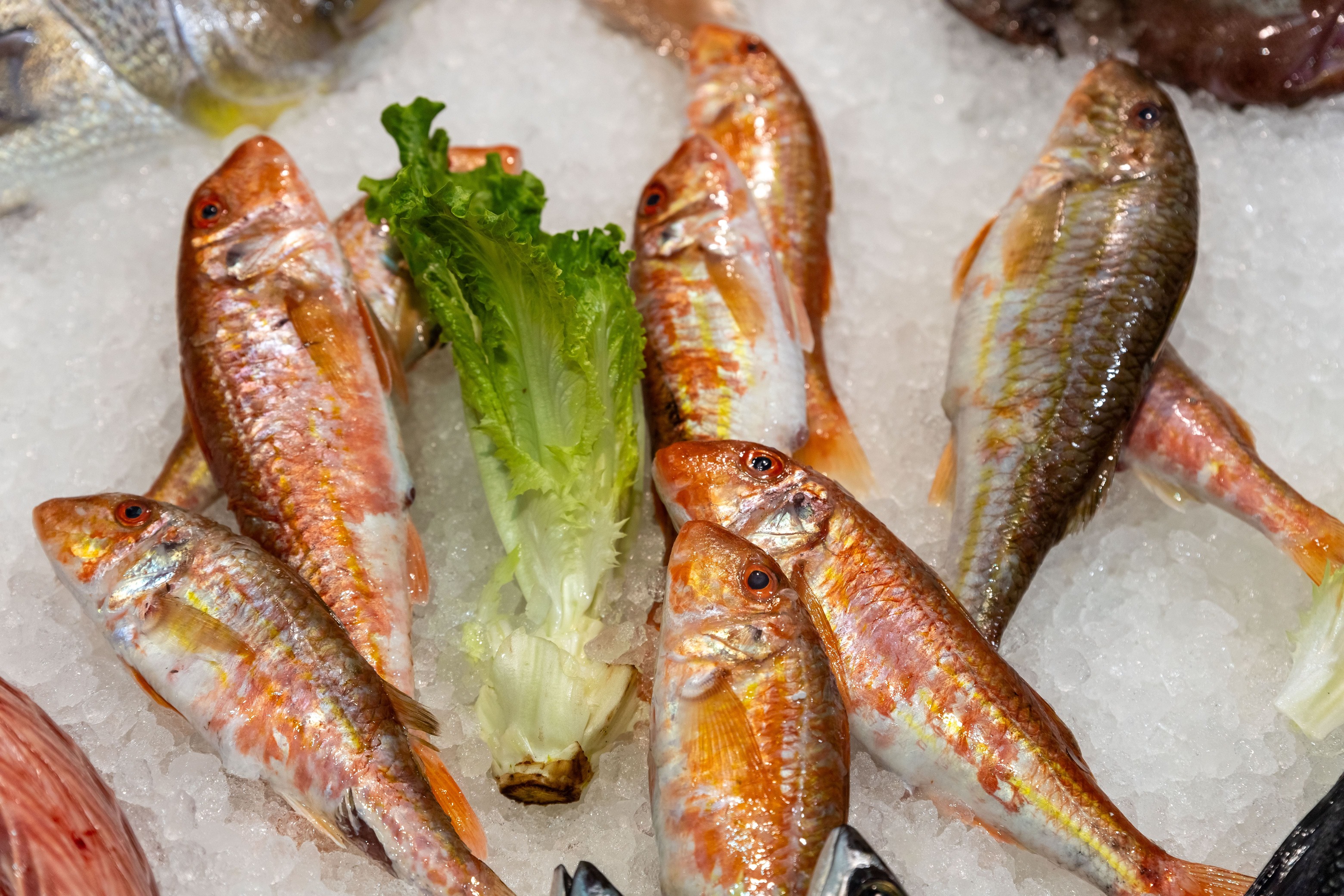 Κόκκινα ψάρια πάνω σε πάγο